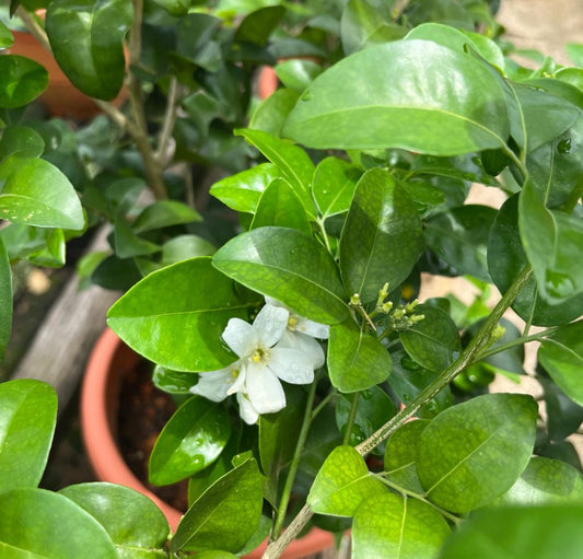 Murraya Paniculata, Orange Jasmine (0.8m)