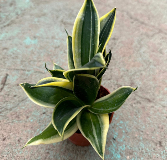 Bundle of 3 - Sansevieria Dwarf, Dwarf Snake Plant (0.15m)