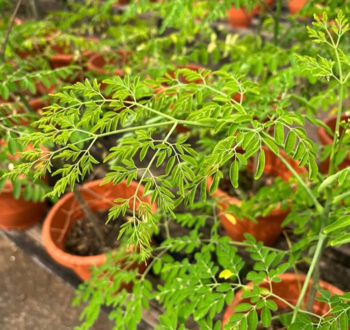 Moringa Plant (1m)