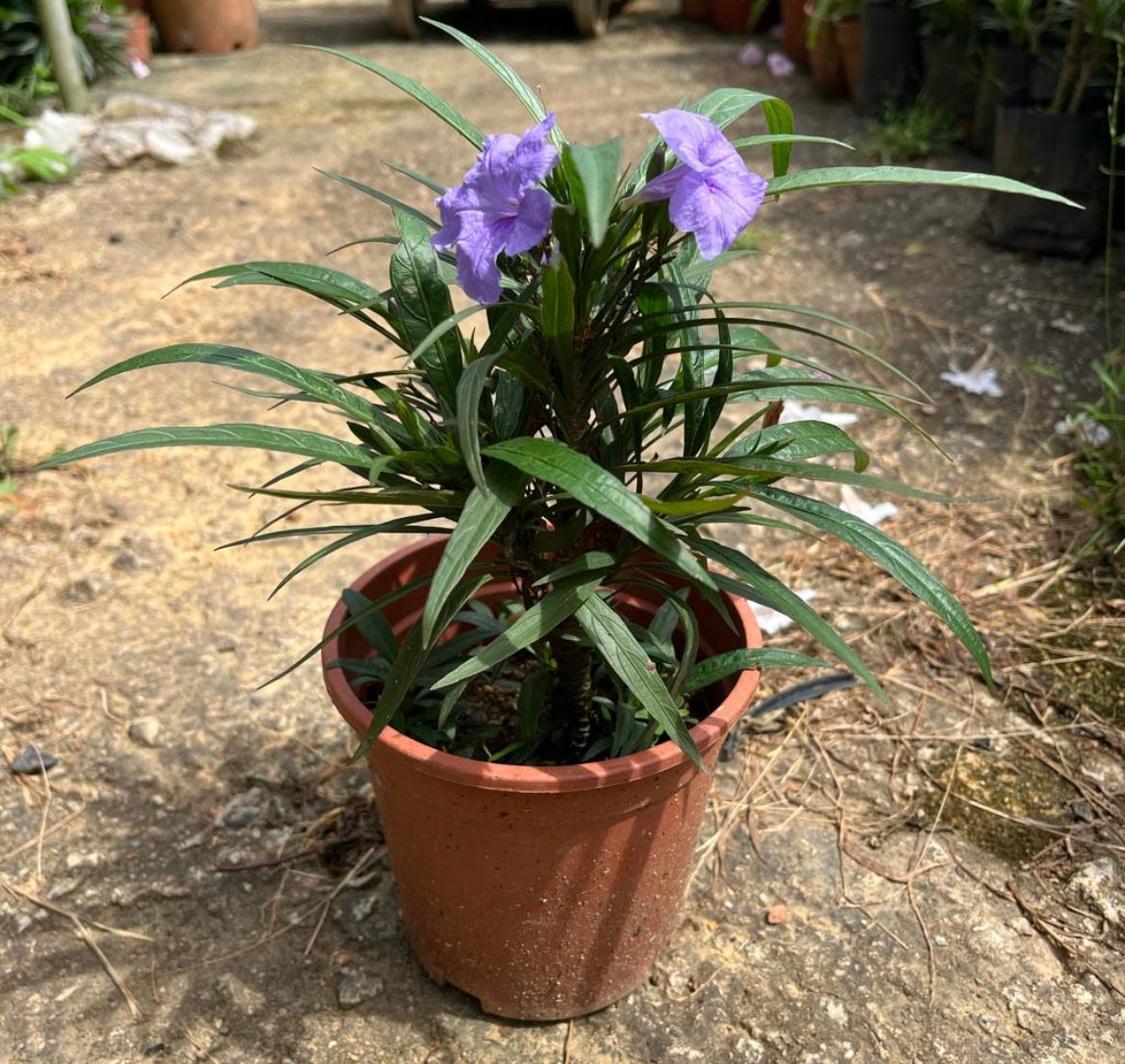 Ruellia Simplex 'Katie' (0.2m)