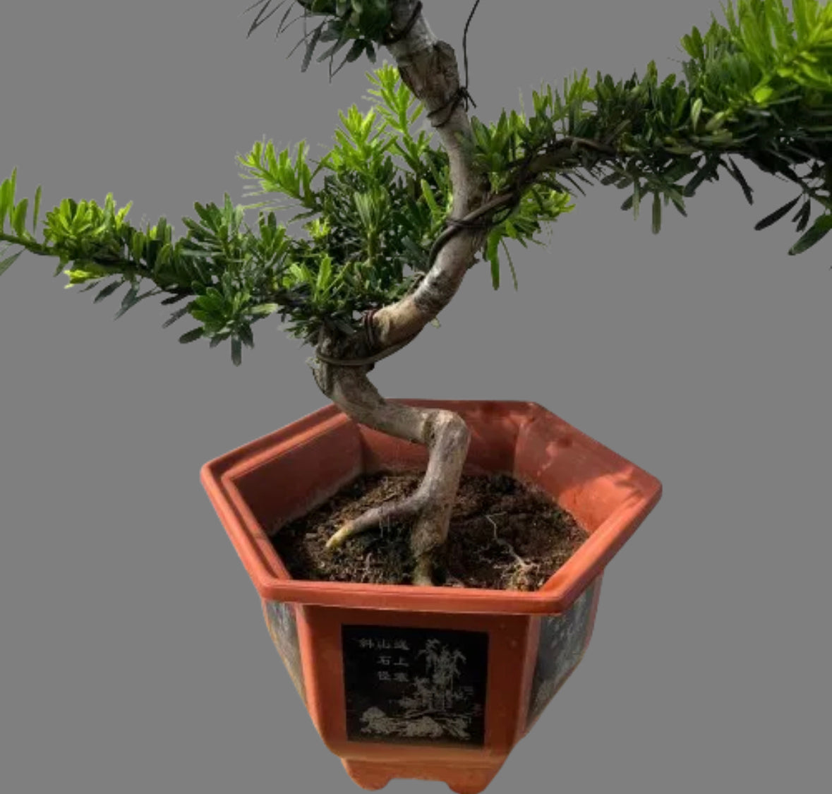 Podocarpus Bonsai (0.8m)