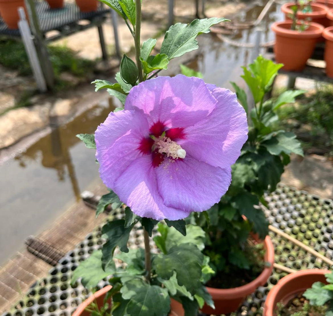 Hibiscus Purple Single Layer (0.6m)