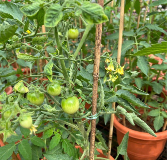 Cherry Tomato (0.6m)