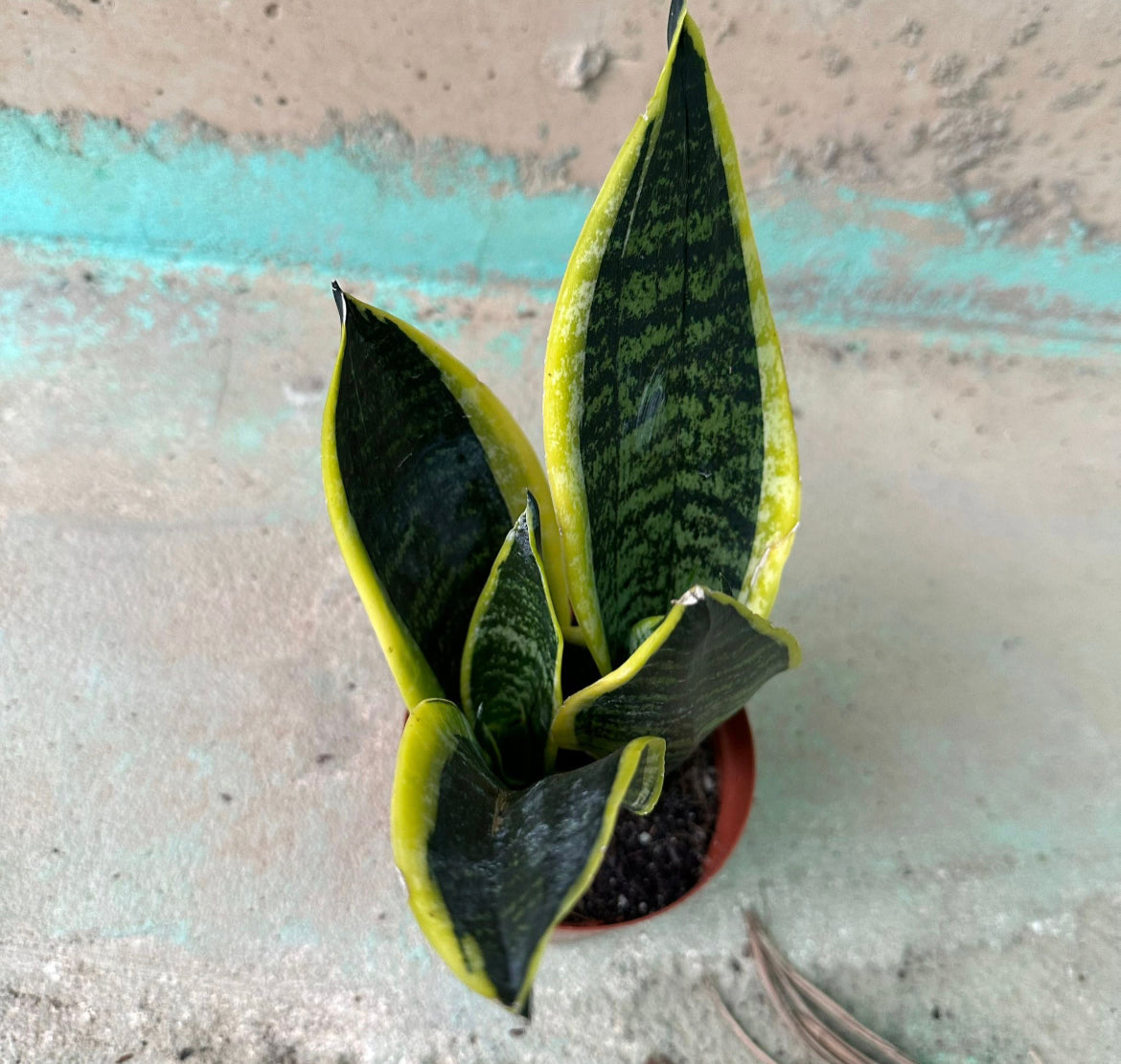 Bundle of 3 - Sansevieria Dwarf, Dwarf Snake Plant (0.15m)