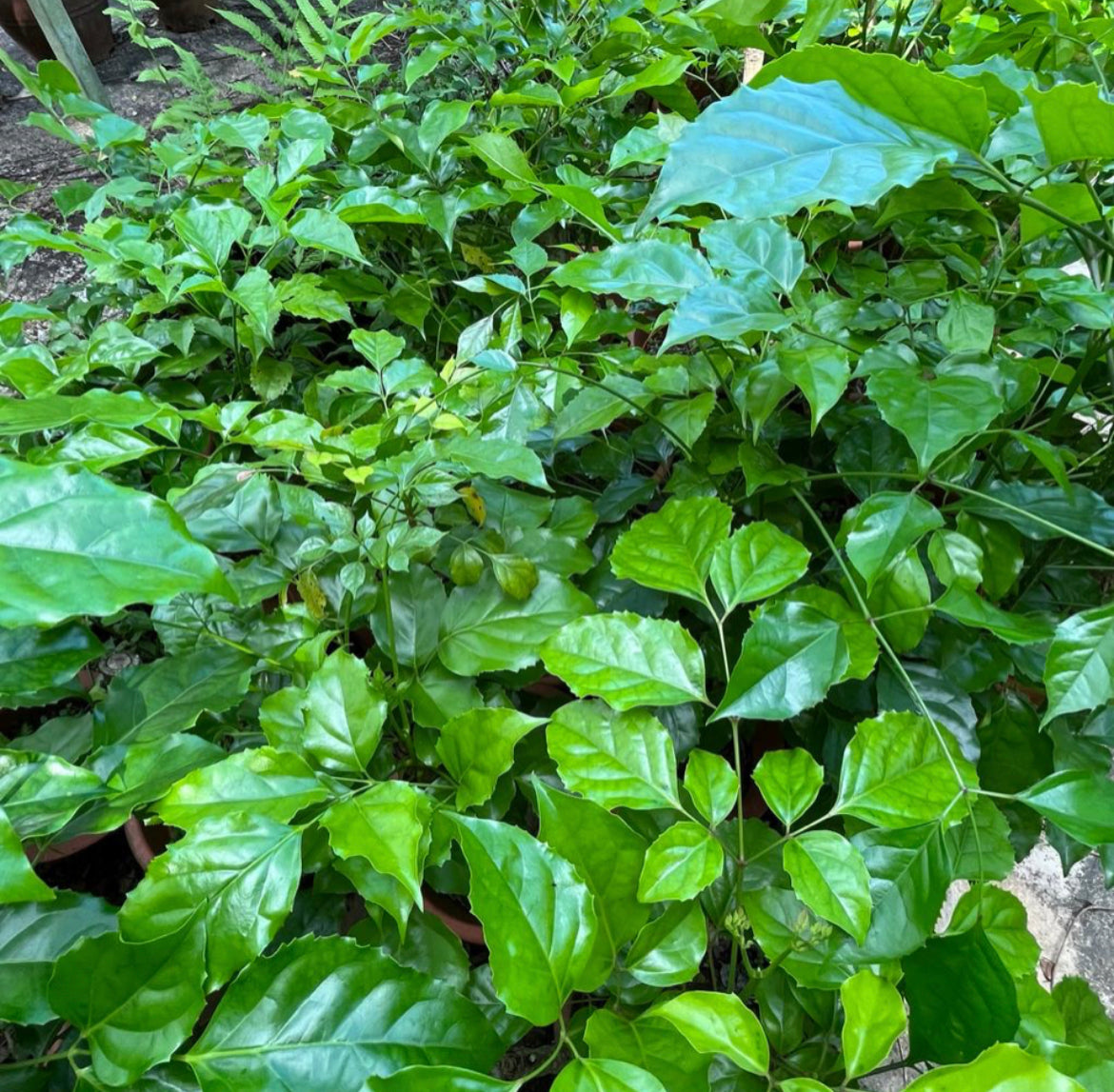 Radermachera Sinica, China Doll Plant (0.8m)