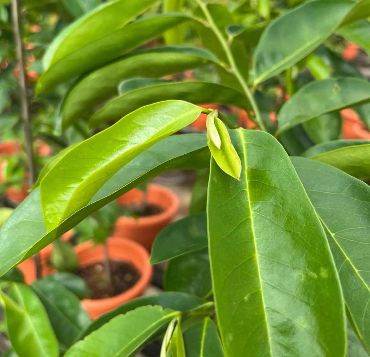 Soursop Plant (0.8m)