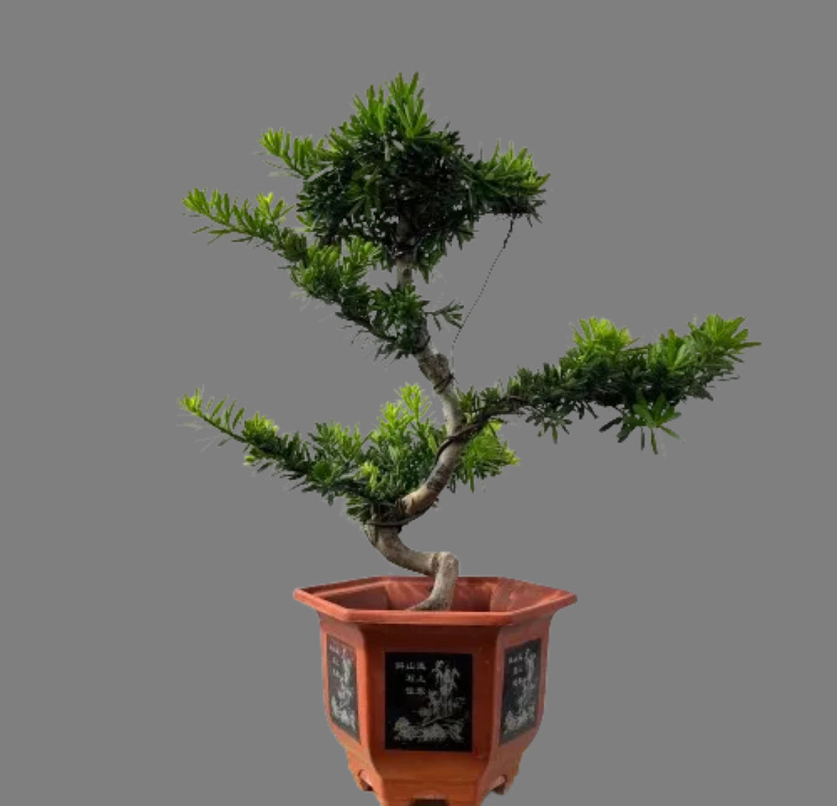 Podocarpus Bonsai (0.8m)