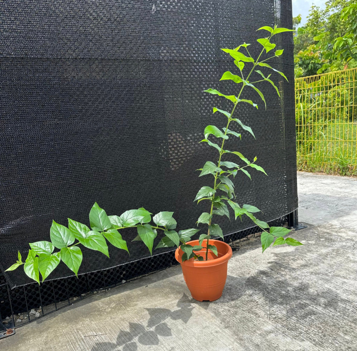 Nyctanthes arbor-tristis, Tree of Sadness, Night Blooming Jasmine, Coral Jasmine (0.6m)