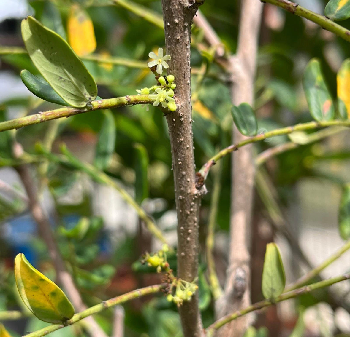 Phyllanthus Emblica, Indian Gooseberry (0.9m)