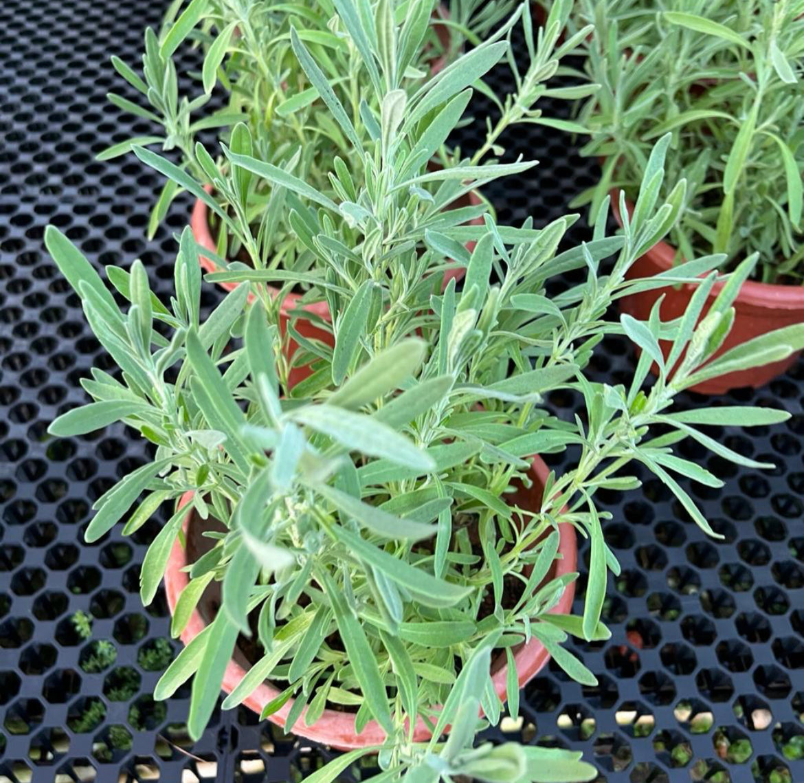 Lavandula Angustifolia, Lavender (0.35m)