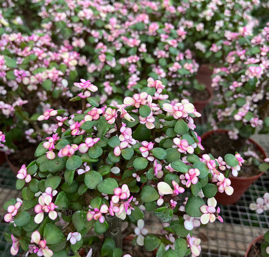 Portulacaria Afra Jacq, Jade Plant (0.25m)