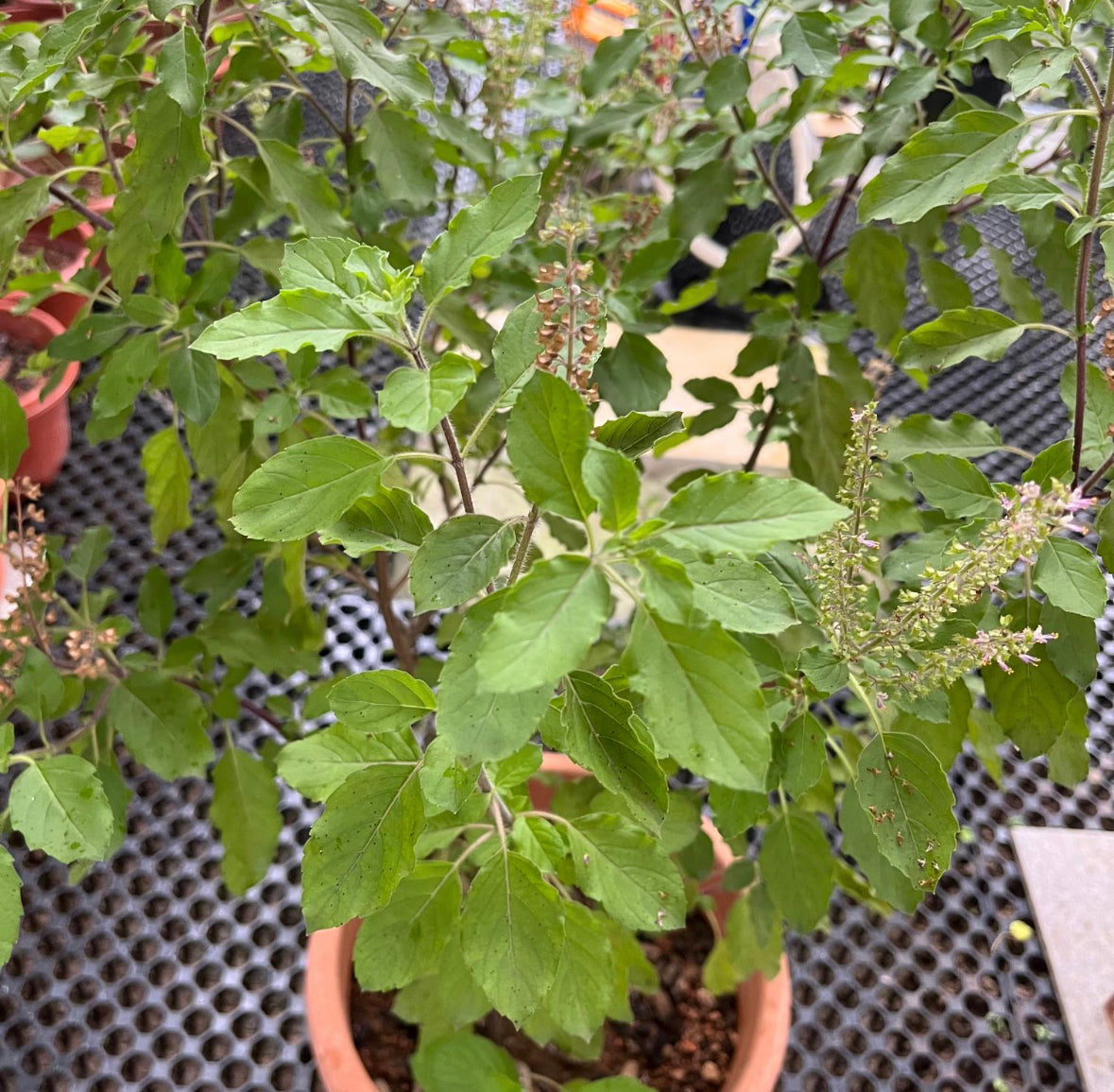 Ocimum Tenuiflorum, Holy Basil, Sacred Basil, Tulsi (0.65m)