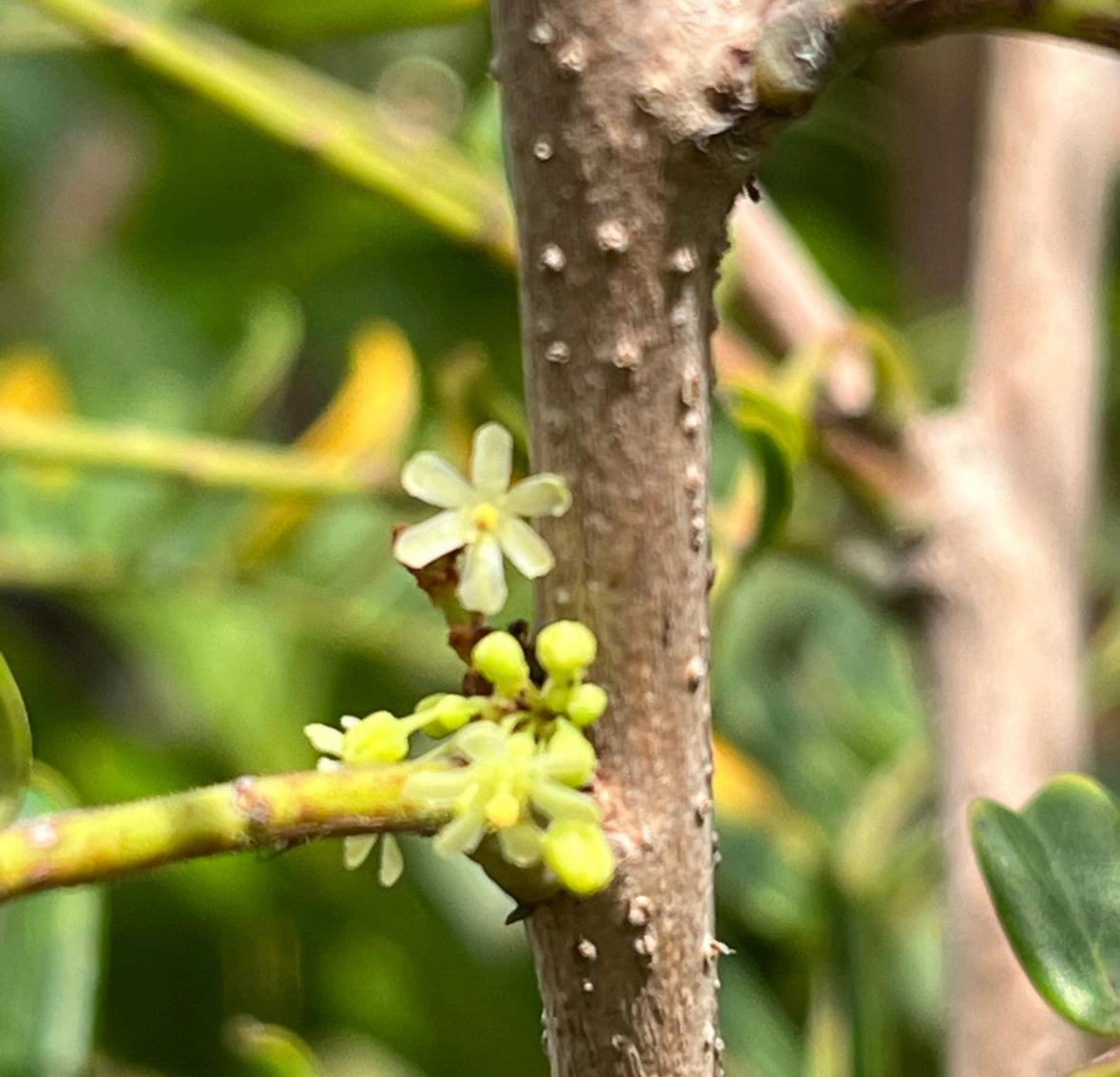 Phyllanthus Emblica, Indian Gooseberry (0.9m)