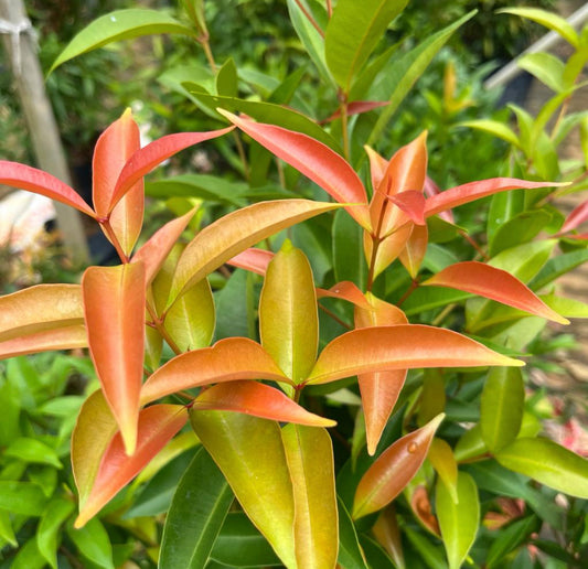 Bundle Of 5 - Eugenia Sinubanensis, Syzygium Campanulatum In Bag (0.4m)