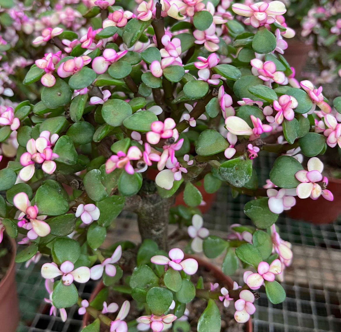 Portulacaria Afra Jacq, Jade Plant (0.25m)