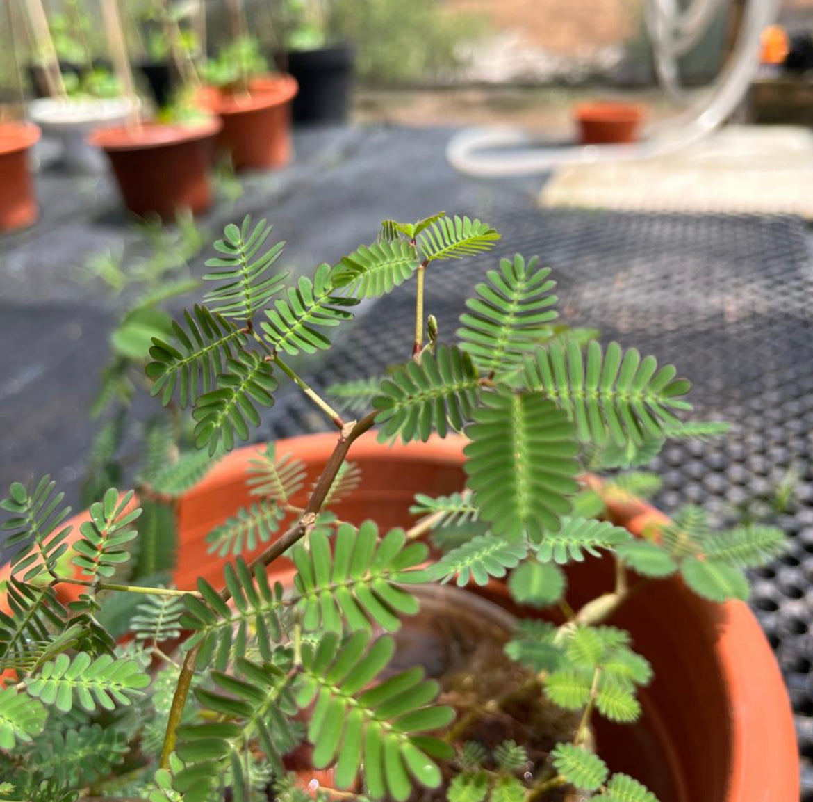 Neptunia Oleracea, Water Sensitive Plant, Water Mimosa (0.3m)