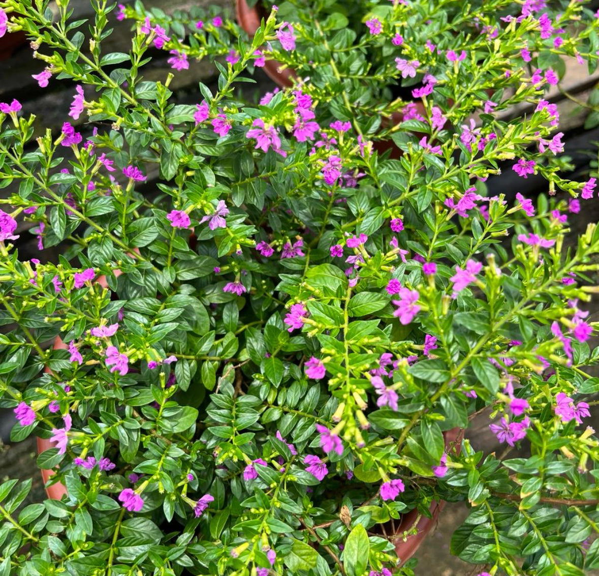 Cuphea Purple (0.3m)