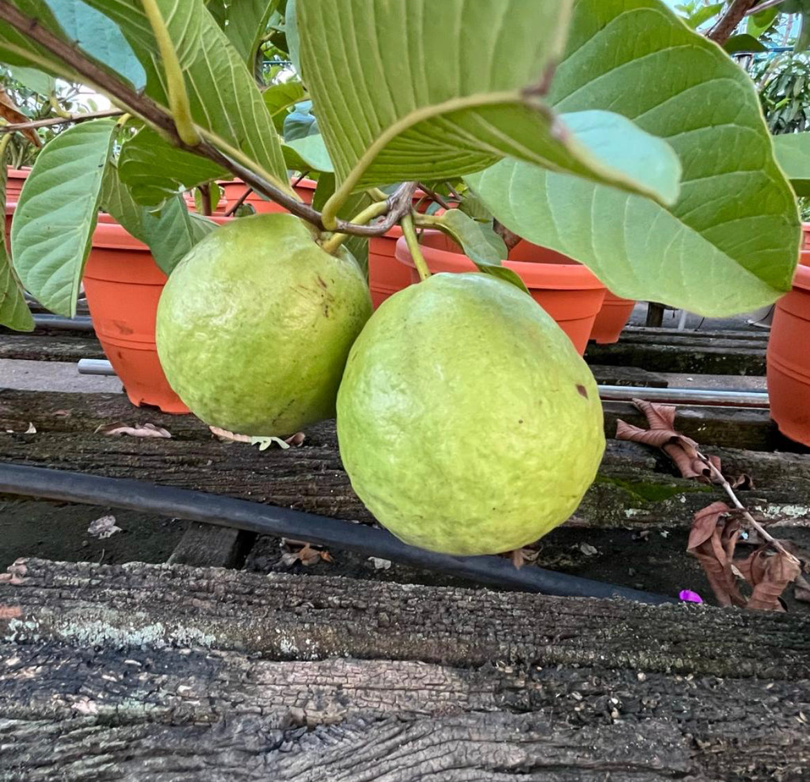 Psidium Guajava, Guava Plant (1m)