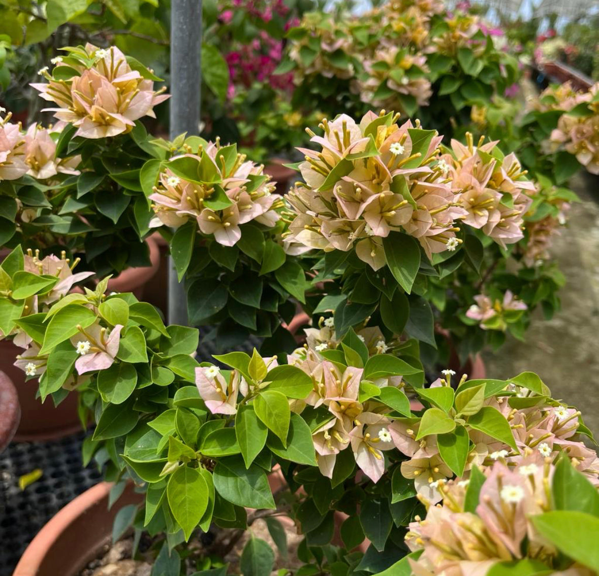 Bougainvillea 'Sunvillea Cream' (0.5m)